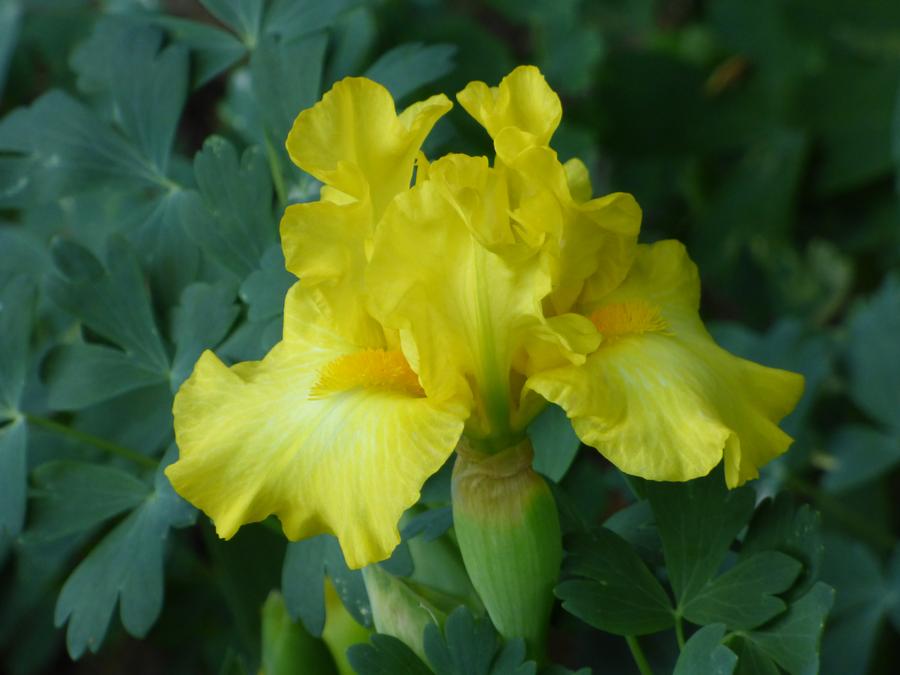 Iris Intermediate Bearded germanica 'Limonada'