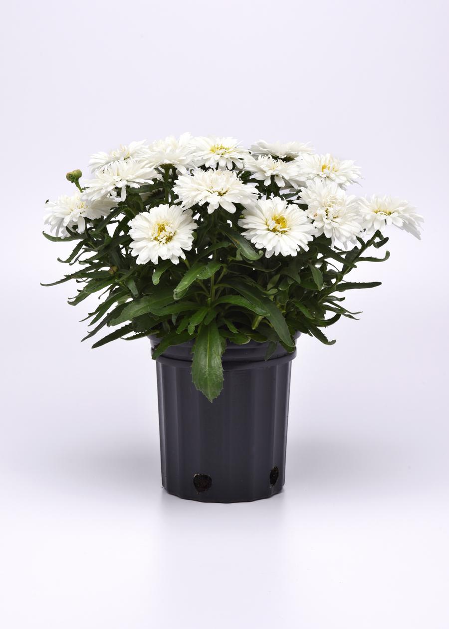 Leucanthemum superbum 'Make My Daisy™ Crazy'