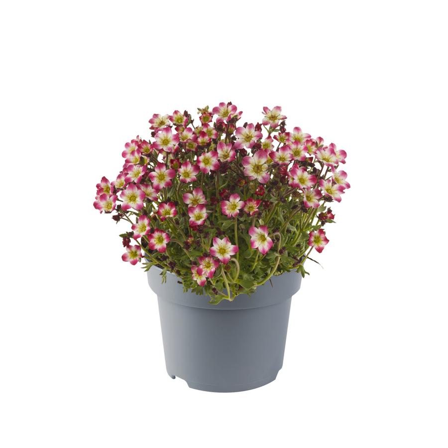 Saxifraga x arendsii 'Marto™ Red Picotee'