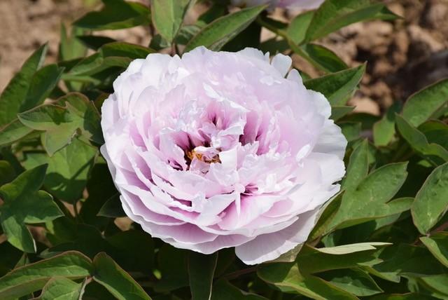 Peony Tree x suffruticosa 'Blue Sapphire (Lavender)'