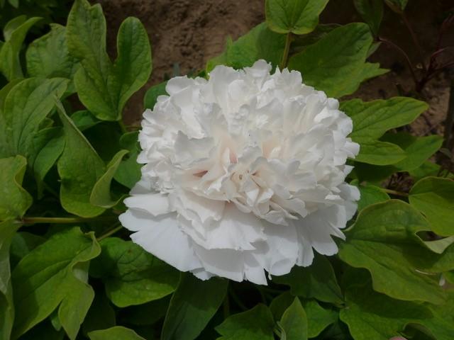 Peony Tree x suffruticosa 'Snowy Pagoda (White)'