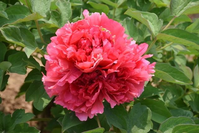 Peony Tree x suffruticosa 'Burning Colors of the Evening (Red)'