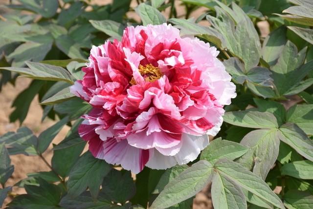 Peony Tree x suffruticosa 'Royal Elegance (Pink/White)'