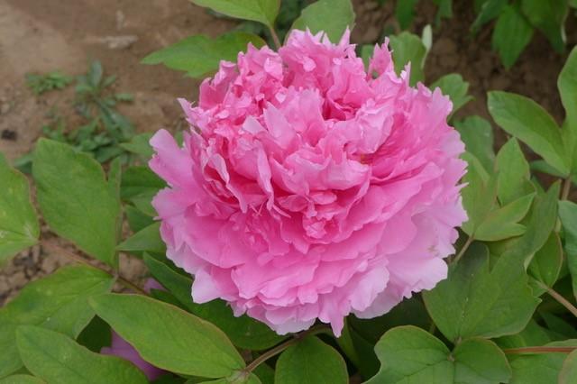 Peony Tree x suffruticosa 'Rosy Jade (Pink)'