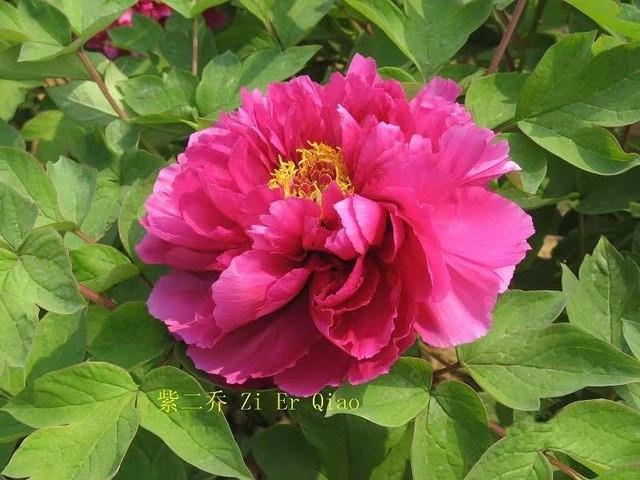 Peony Tree x suffruticosa 'Sunset (Purple)'