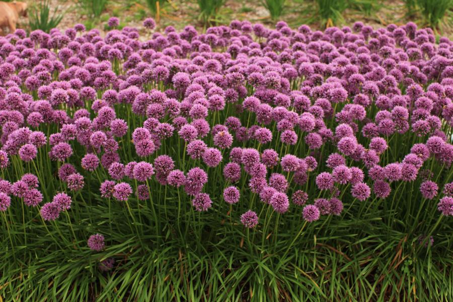 Allium 'Glitterbug® Bee's Knees®'