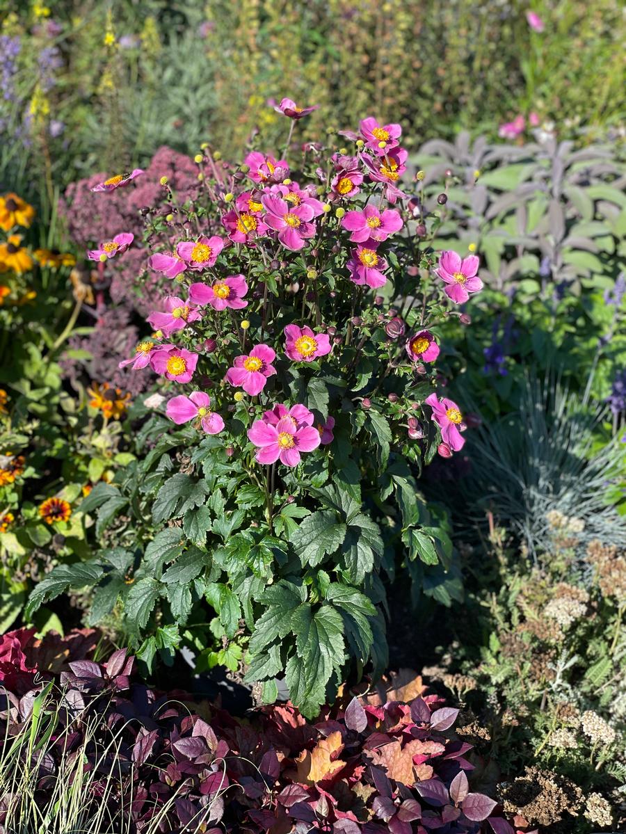 Anemone 'Dawn Breaker'