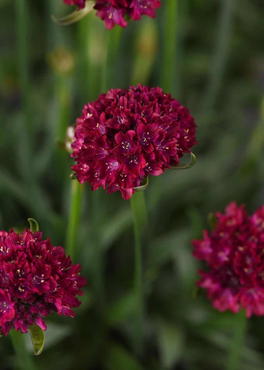 Armeria 'Dreameria® Hypnotic Dreams'