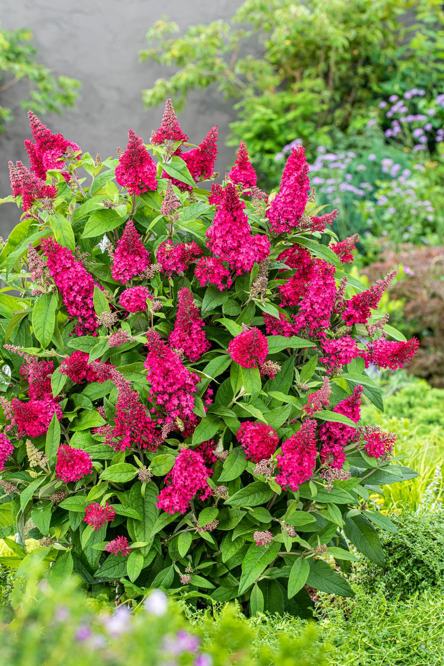Buddleia 'Butterfly Candy® Lil' Raspberry™'