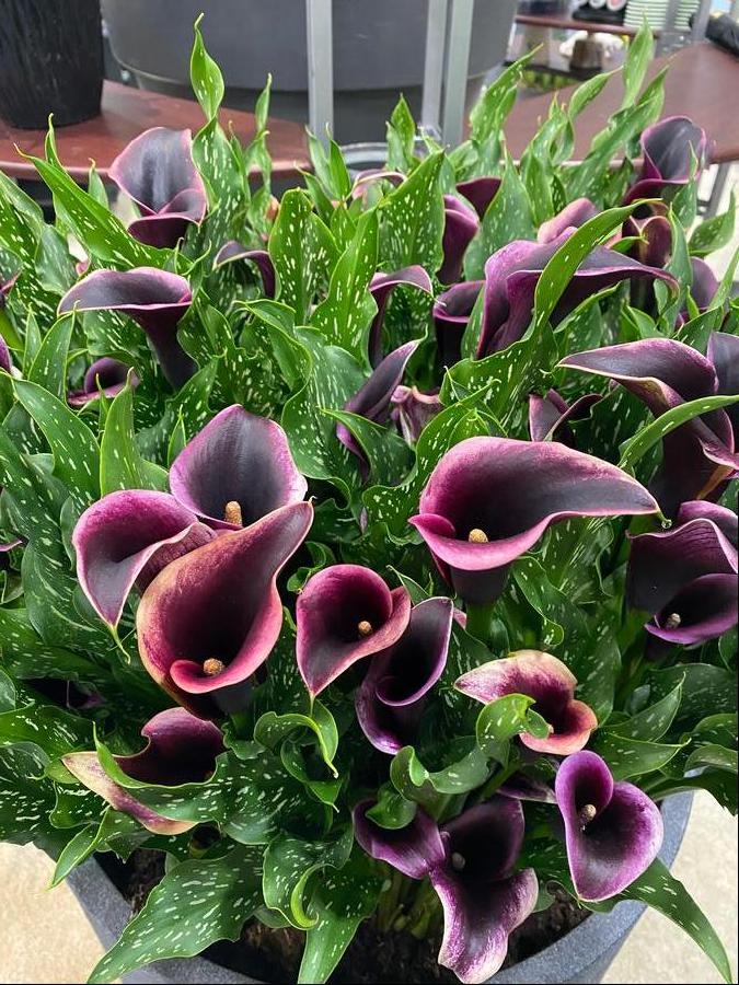 Calla 'Dubai Nights'