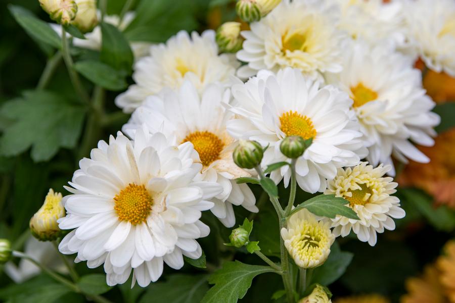 Chrysanthemum 'Mammoth™ White Daisy'