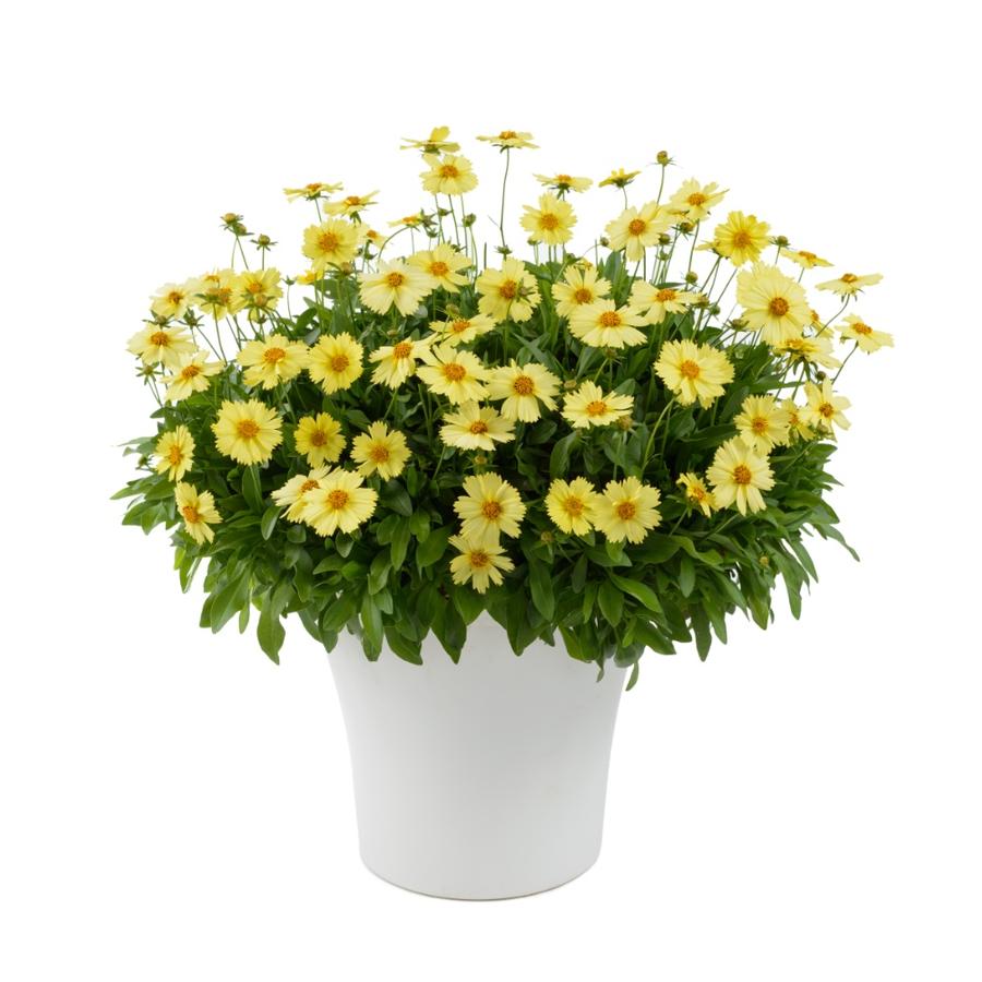 Coreopsis grandiflora 'Solanna™ Glow'