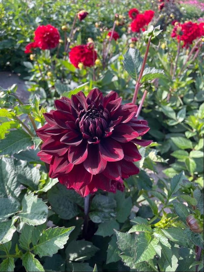 Dahlia 'GoGo Black'