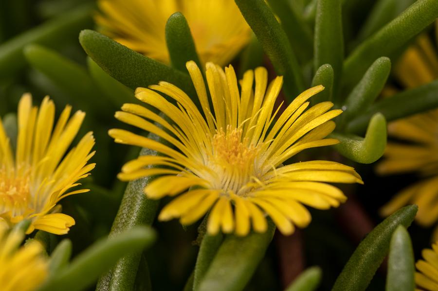 Delosperma 'Delmara™ Yellow'