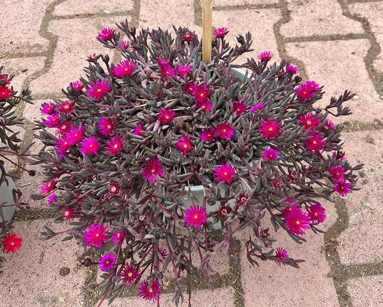 Delosperma 'Desert Dancers Purple'