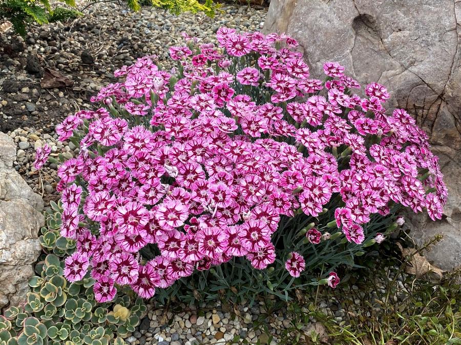Dianthus 'Everbloom™ Raspberry Jam'