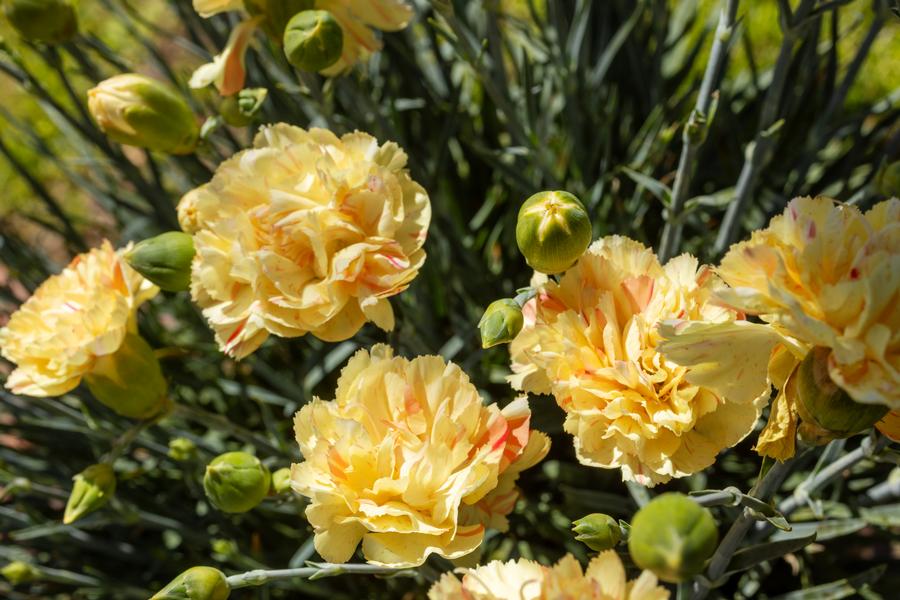 Dianthus 'Scent First® Lemon Sparkler'