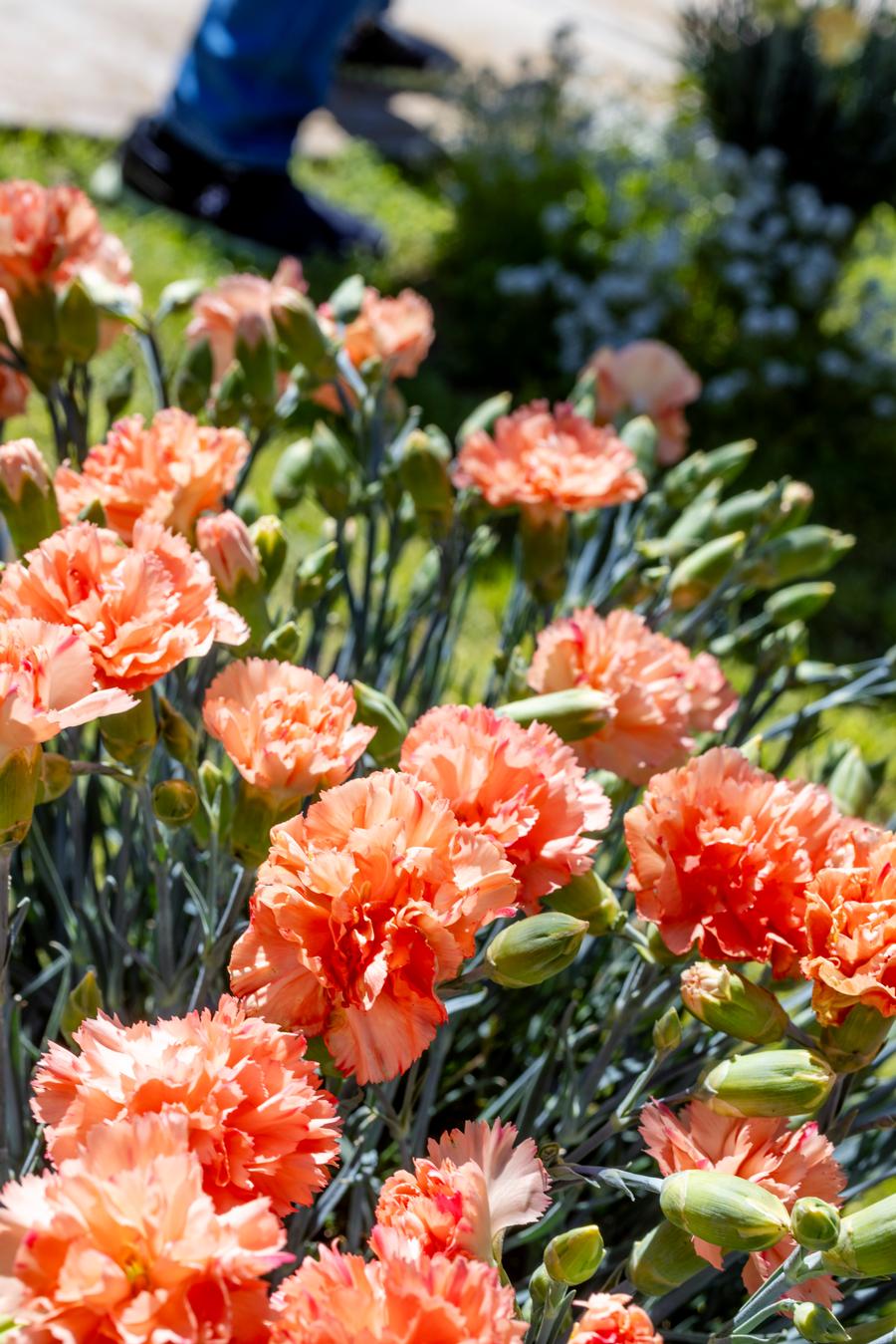 Dianthus 'Scent First® Orange Sparkler'