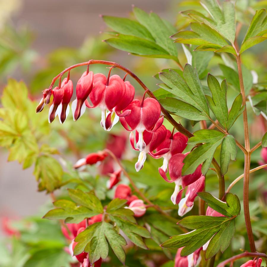 Dicentra spectabilis 'Jolly Hearts™ Love'