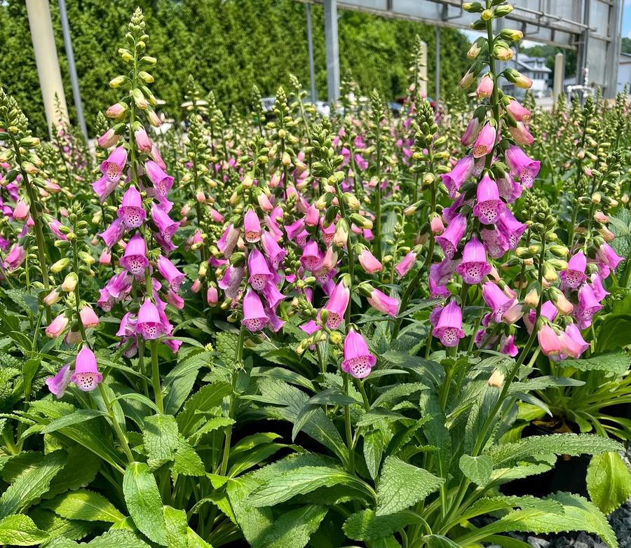 Digitalis hybrida 'Pink Panther®'
