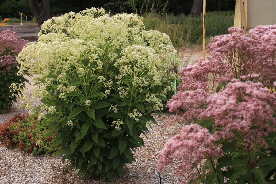 Eupatorium 'Monarch Madness® White'