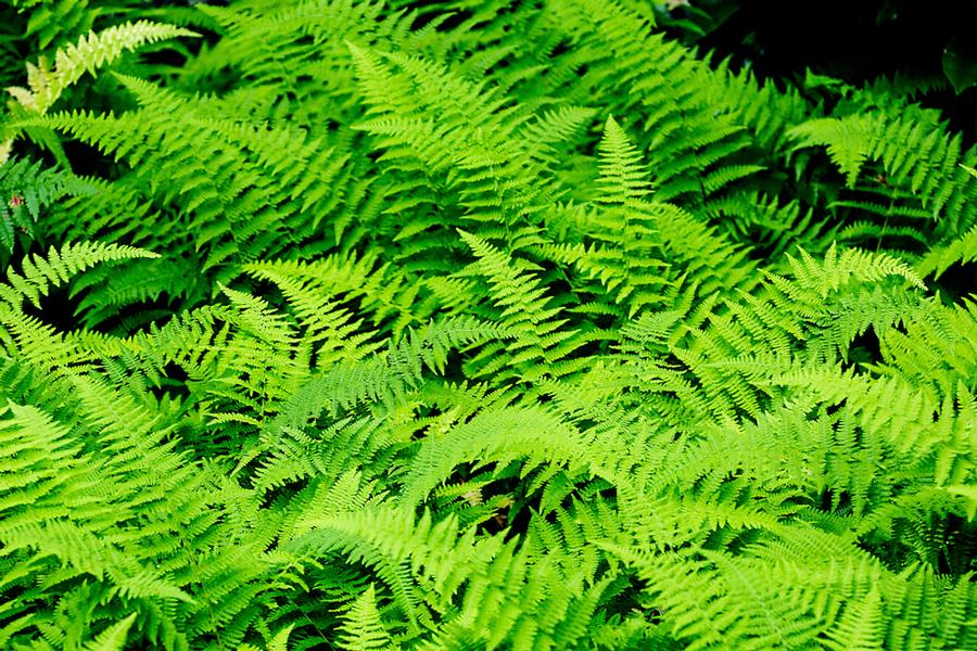 Dennstaedtia punctilobula