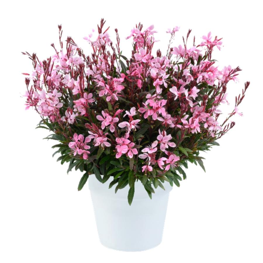 Gaura lindheimeri 'STEFFI™ Blush Pink'