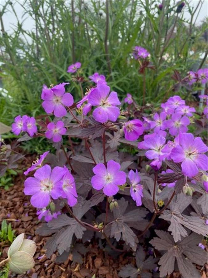 Geranium pratense 'Storm Cloud'