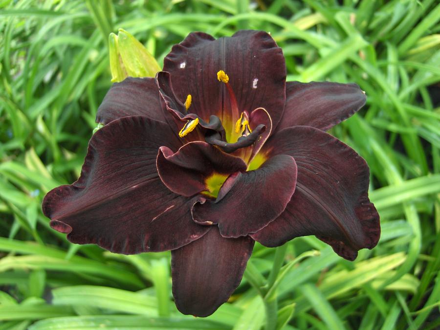 Hemerocallis 'Bogeyman'