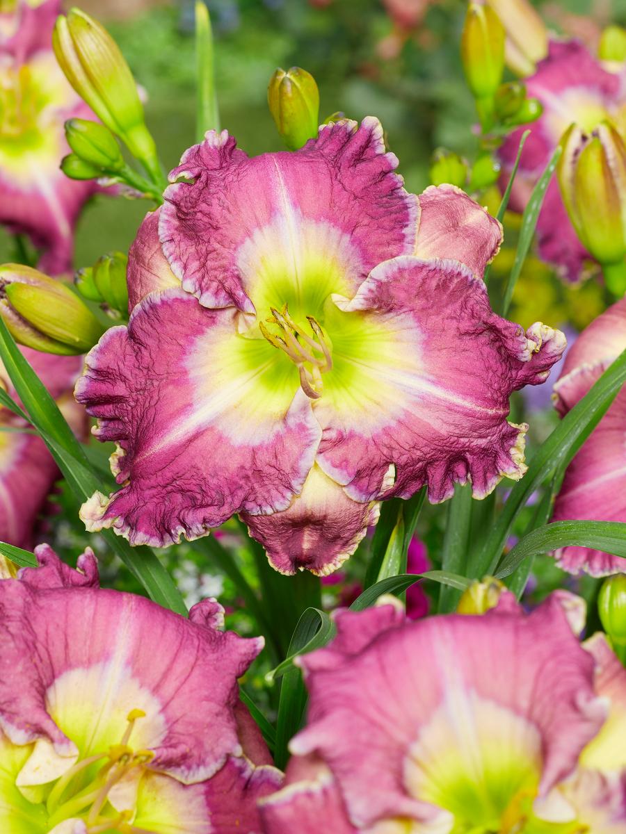 Hemerocallis 'Ring the Bells of Heaven'