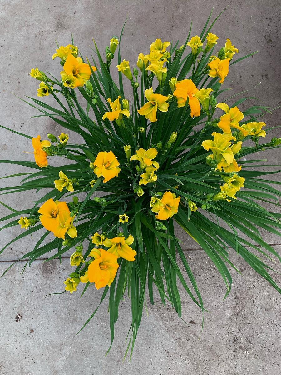 Hemerocallis 'See You Tomorrow'