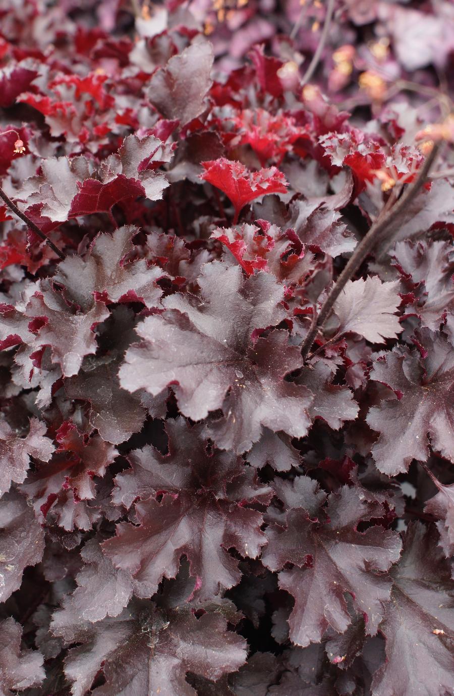 Heuchera 'Indian Summer Blackberry'