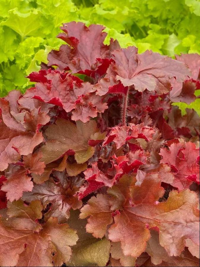Heuchera 'Indian Summer Cherryberry'