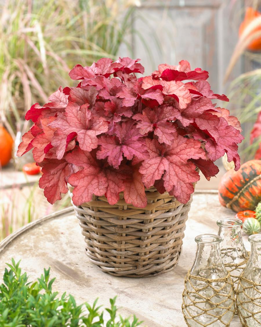 Heuchera 'Indian Summer Coralberry'