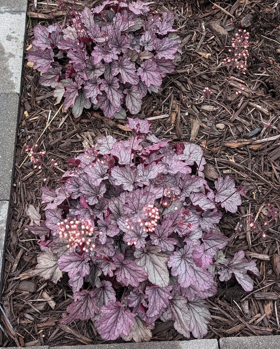 Heuchera 'Indian Summer Huckleberry'