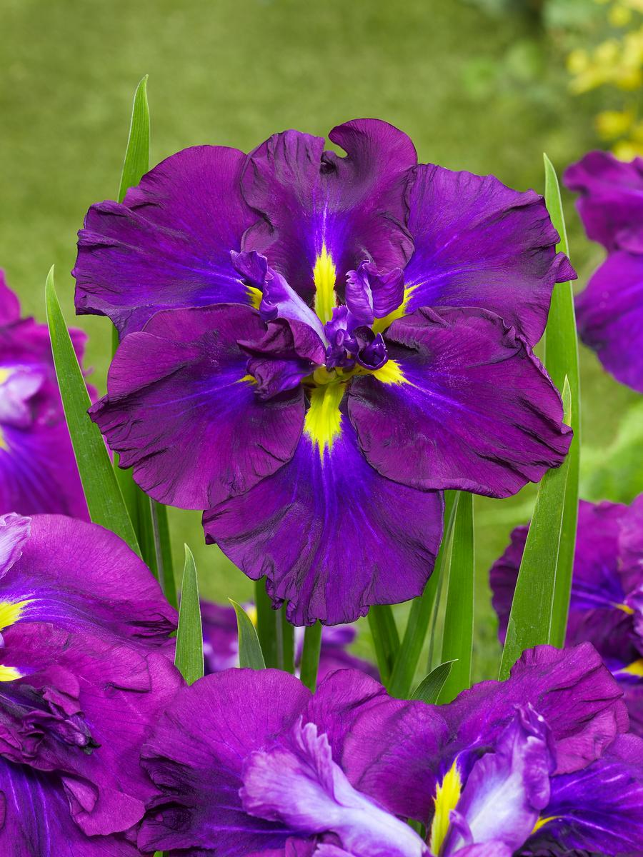 Iris ensata 'Dinner Plate™ Blueberry Pie'