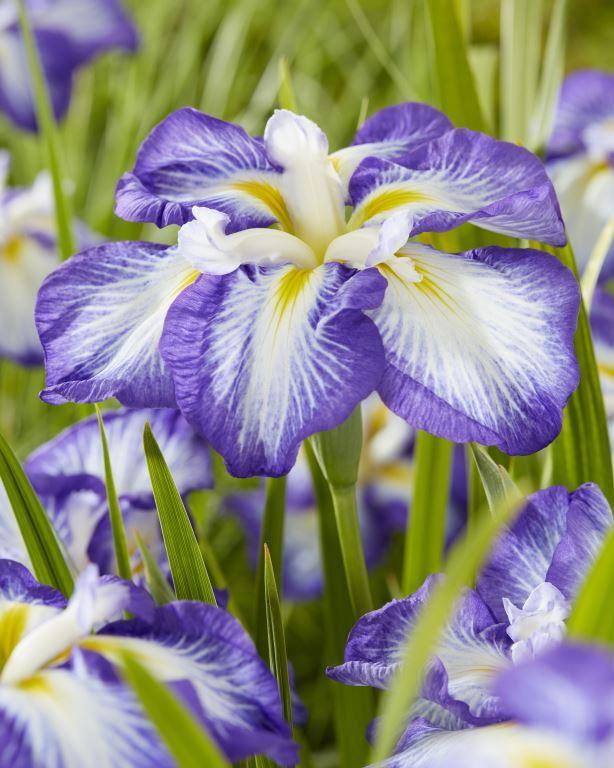 Iris ensata 'Dinner Plate™ Carrot Cake'