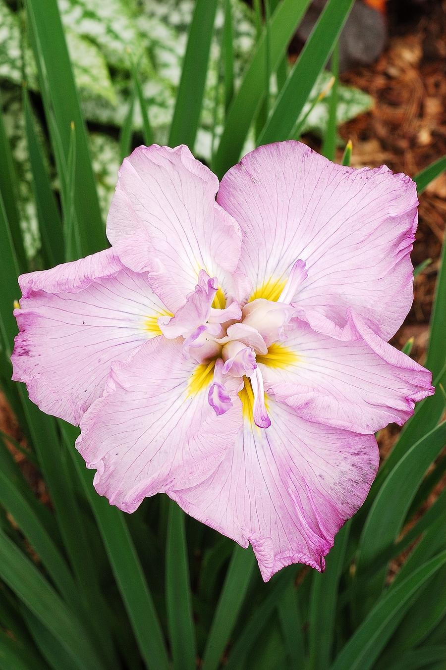 Iris ensata 'Dinner Plate™ Tub Tim Grob'