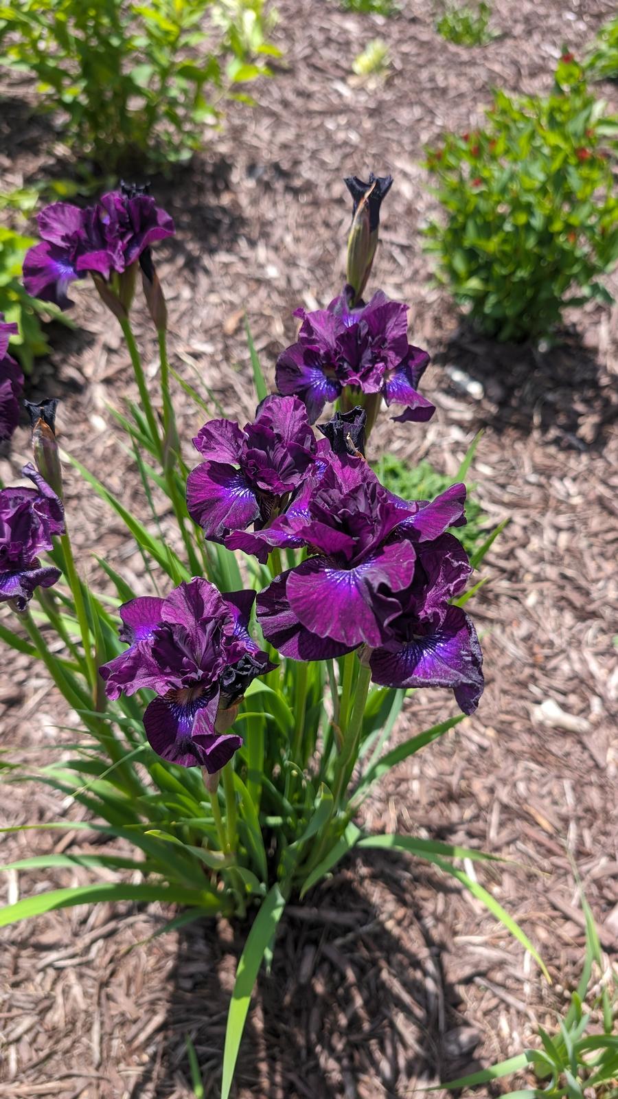 Iris siberica 'Purplelicious'
