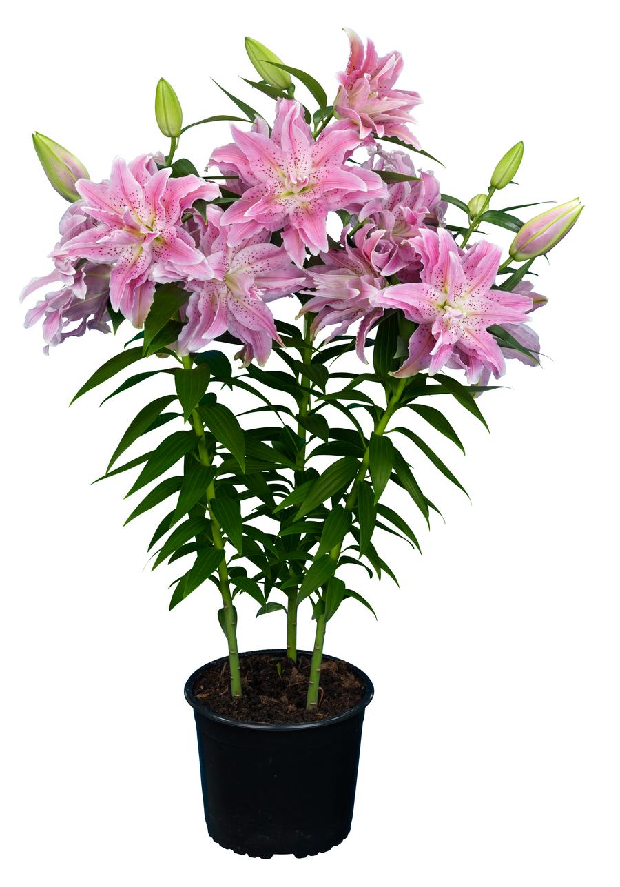 Lilium - Oriental Lily Double Flowering 'Roselily™ Azra'