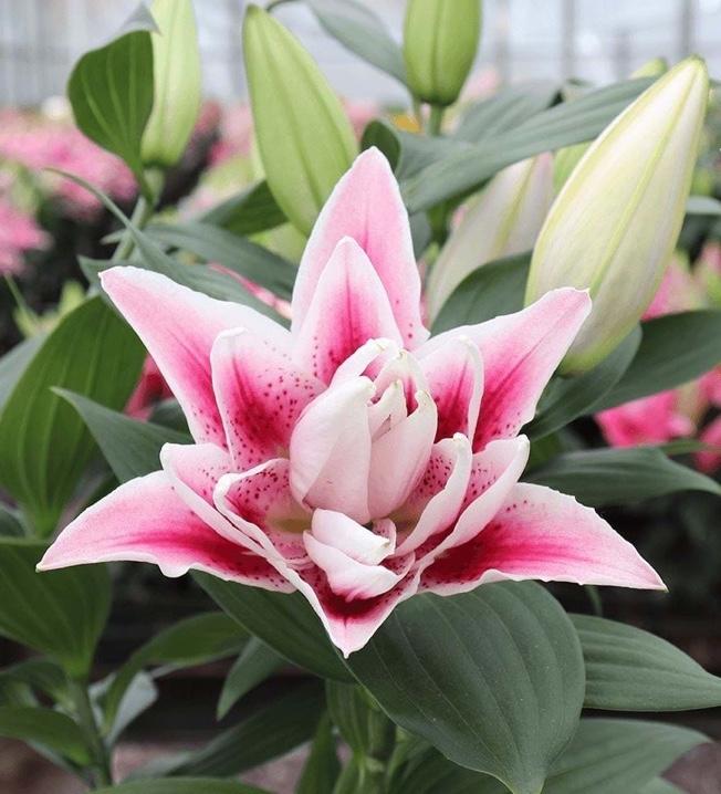 Lilium - Oriental Lily Double Flowering 'Roselily™ Nowa'