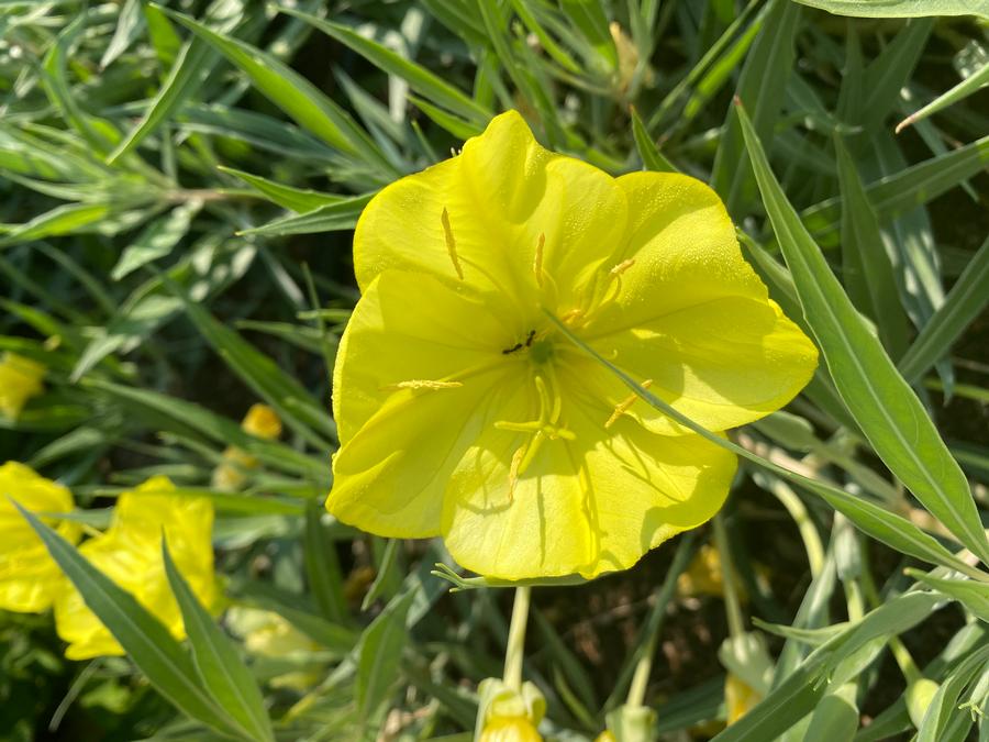 Oenothera missouriensis 'Evening Sun'