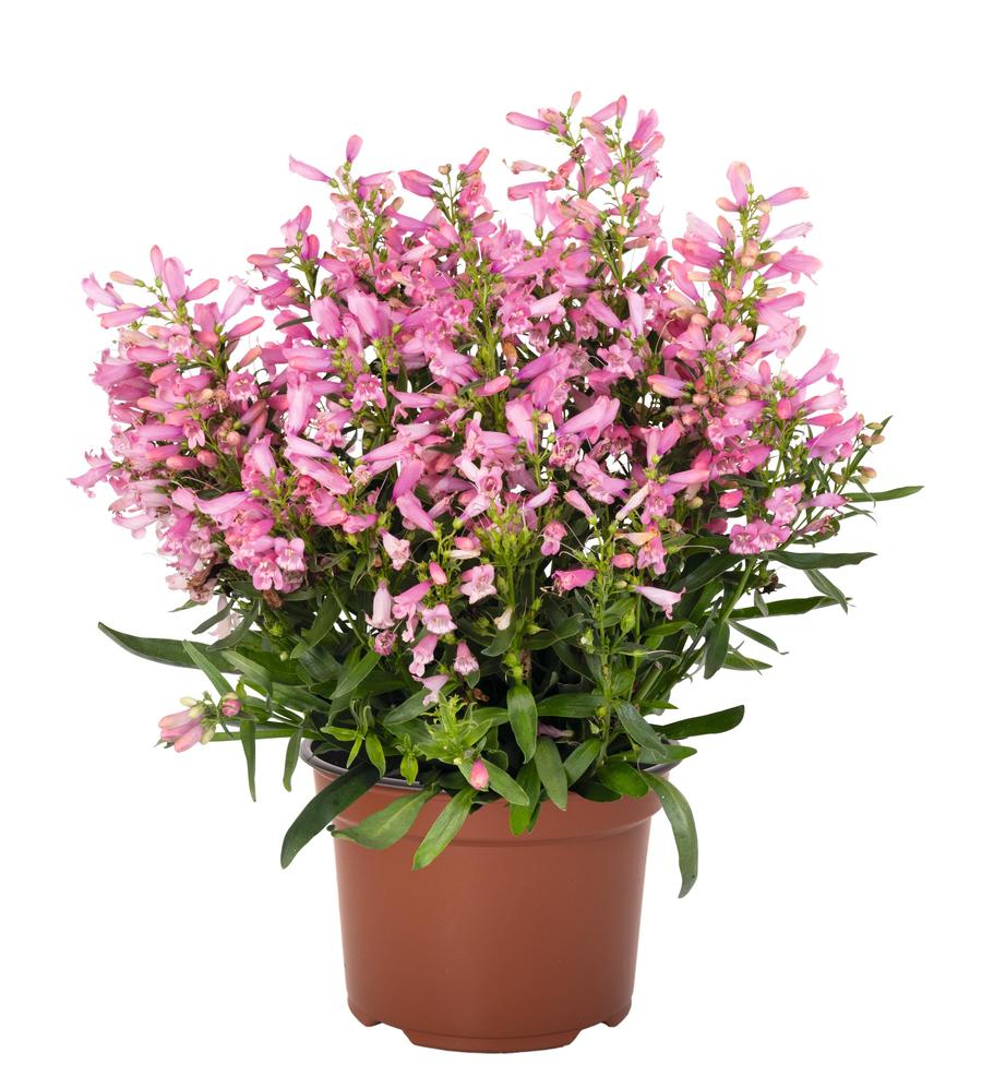 Penstemon barbatus 'Pristine® Primrose'