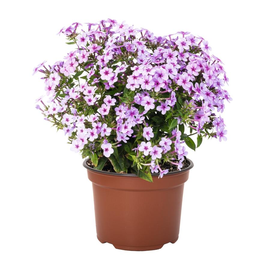 Phlox paniculata 'Early® Lavender Pop'