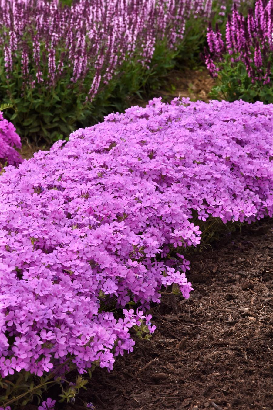 Phlox hybrida 'Candy Cloud™ Pink'