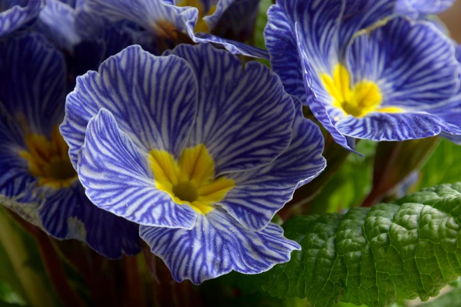Primula acaulis 'Zebra Blue'