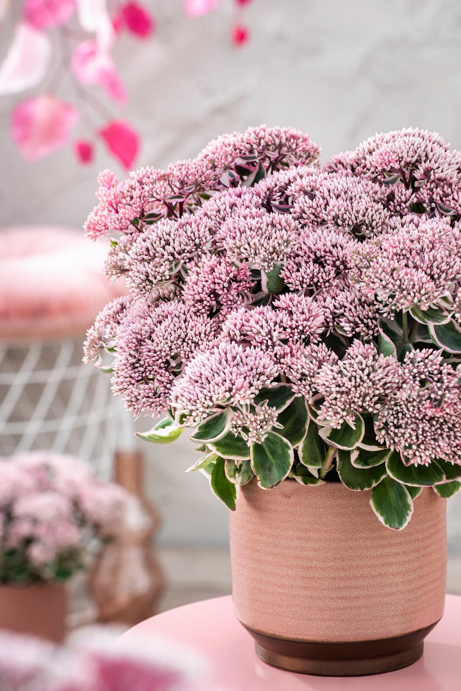 Sedum 'La Vie en Rose'