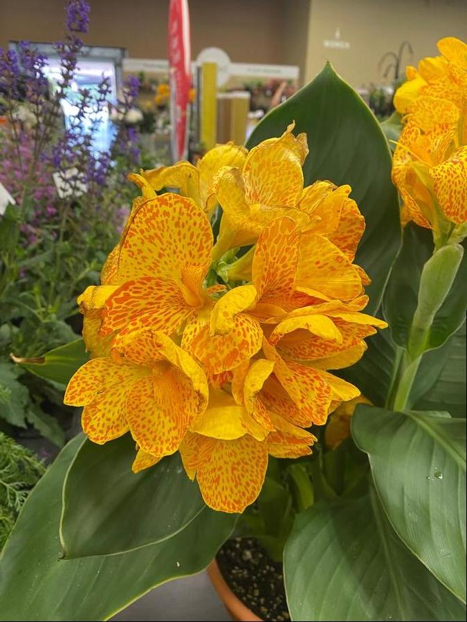 Canna 'Cannova® Gold Leopard'
