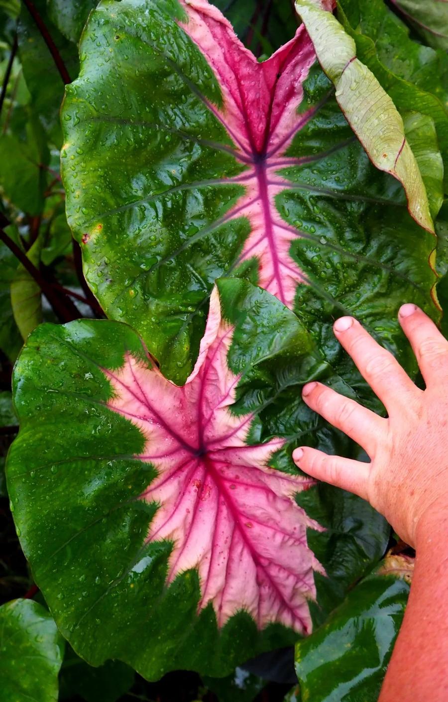 Elephant Ears - Colocasia 'Cleopatra's Kiss'
