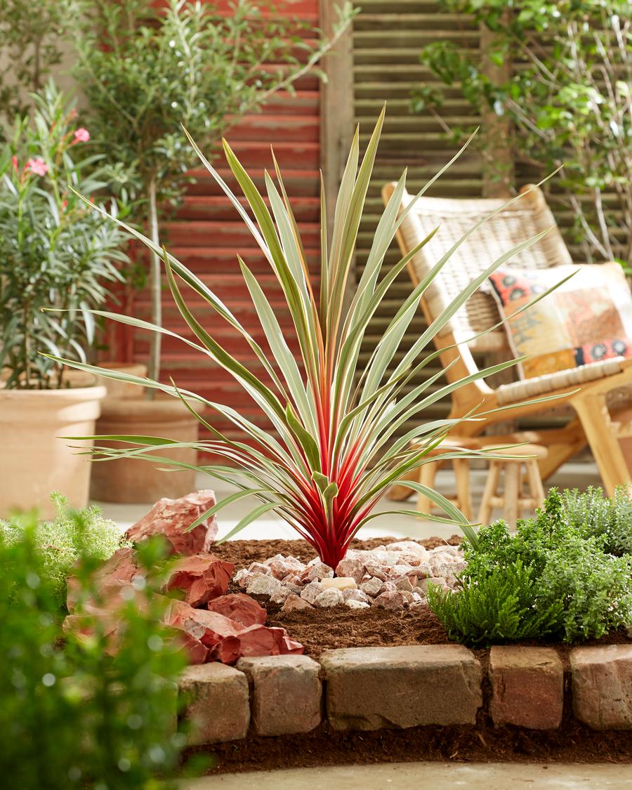 Cordyline 'Magic Star'